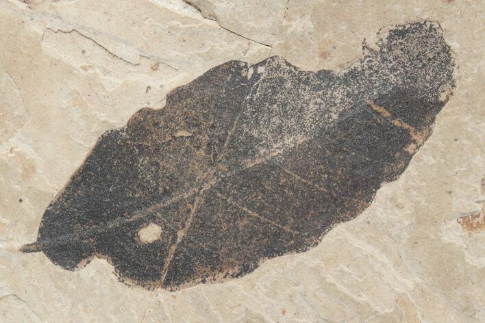 Fossil Leaf (Fagopsis) - McAbee Fossil Beds, BC #221133